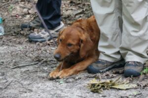 Seeker enjoying a stick.