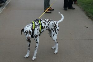 Tucker getting ready for his run.