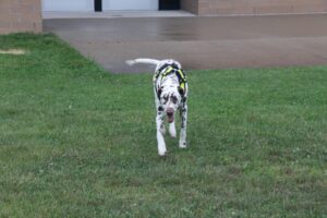 Tucker working on the scent.